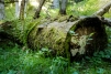 Altholzinseln